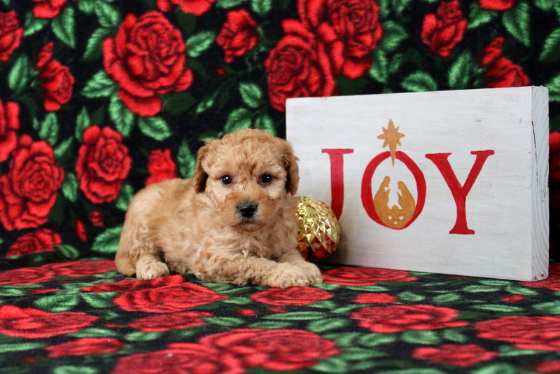 puppy, for, sale, Morkie-Poo, Matthew B. Stoltzfus, dog, breeder, Gap, PA, dog-breeder, puppy-for-sale, forsale, nearby, find, puppyfind, locator, puppylocator, aca